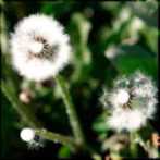 давка прыщей